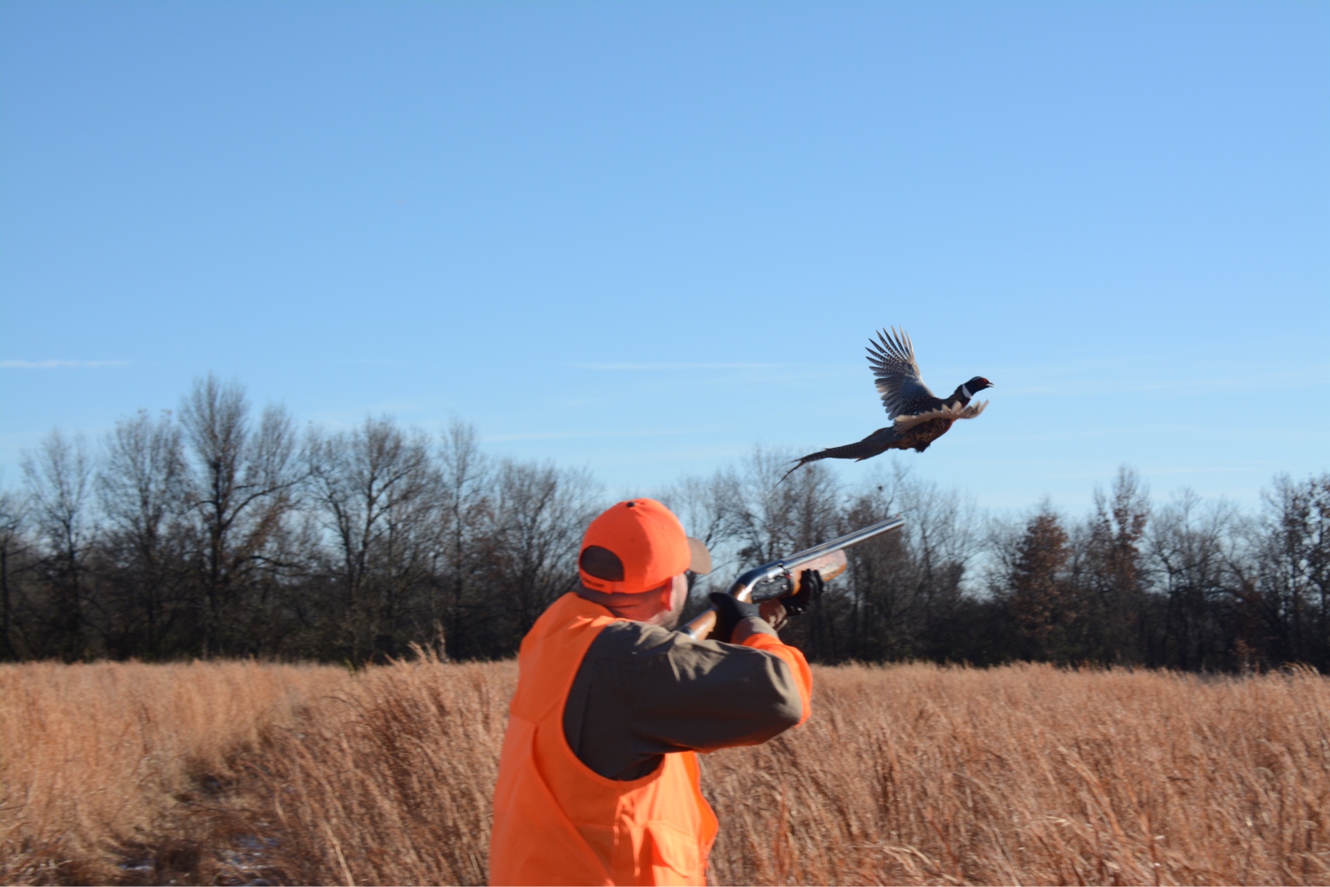 Show Me Birds Pheasant Hunting America s Largest Pheasant Hunting Resort 
