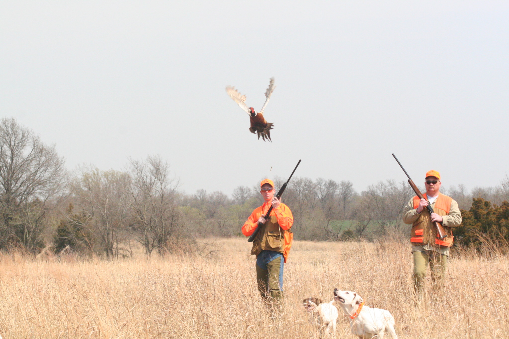 Guided Field Hunts Show Me Birds Pheasant Hunting
